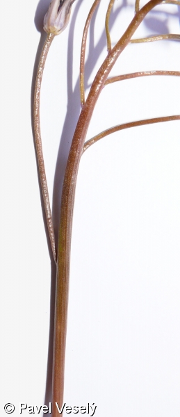 Scilla bifolia agg. – okruh ladoňky dvoulisté
