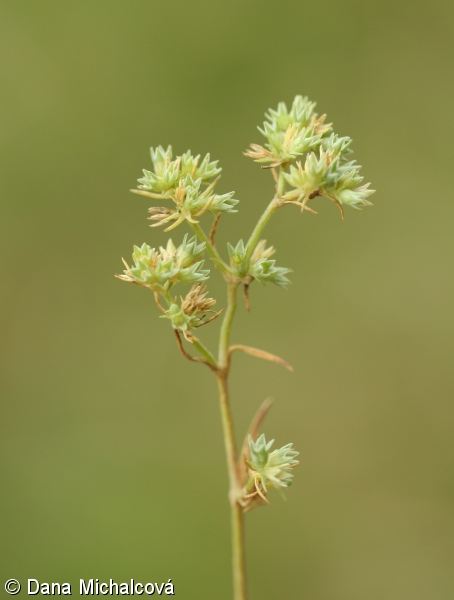 Scleranthus annuus agg. – okruh chmerku ročního