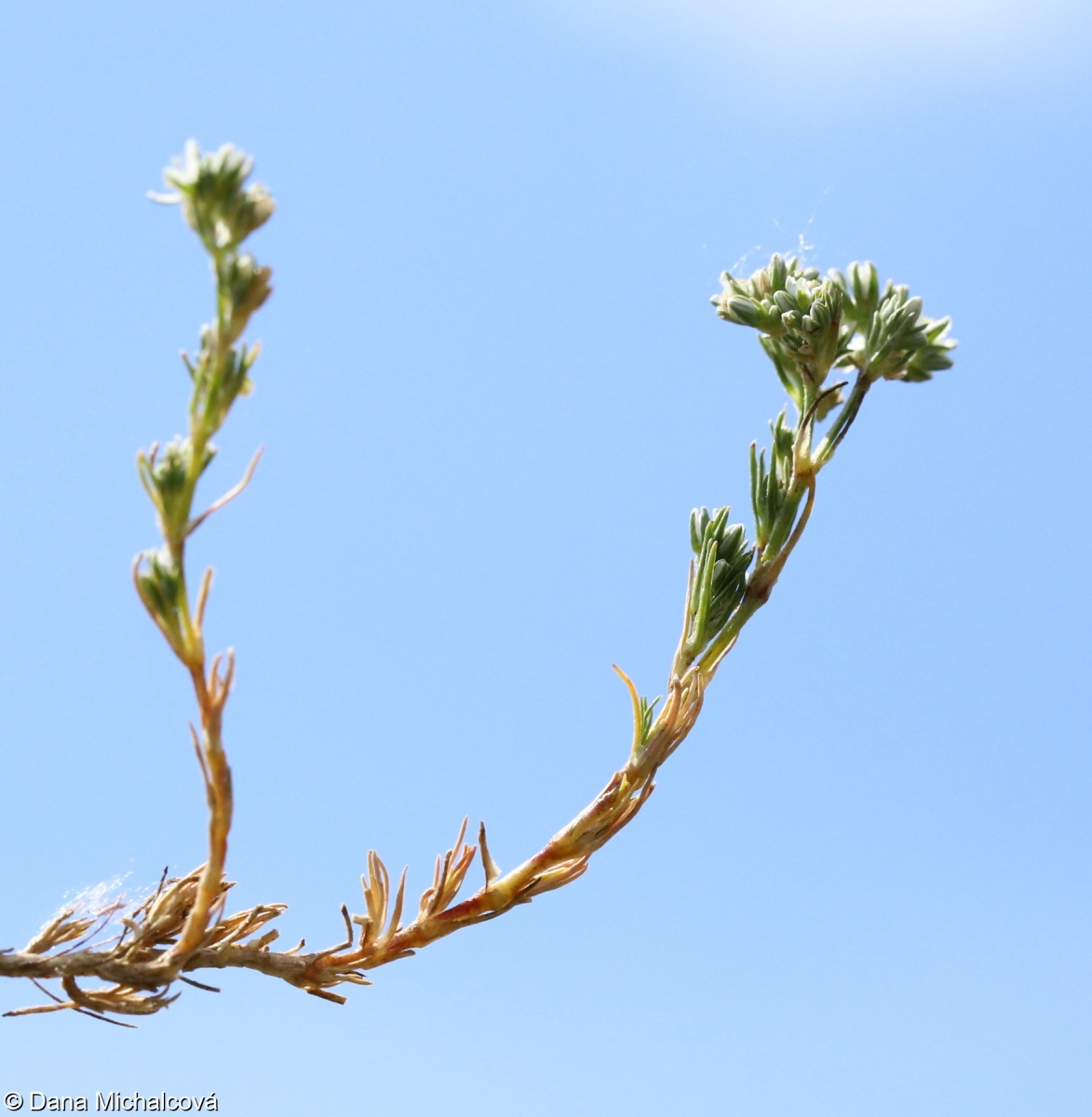 Scleranthus perennis – chmerek vytrvalý