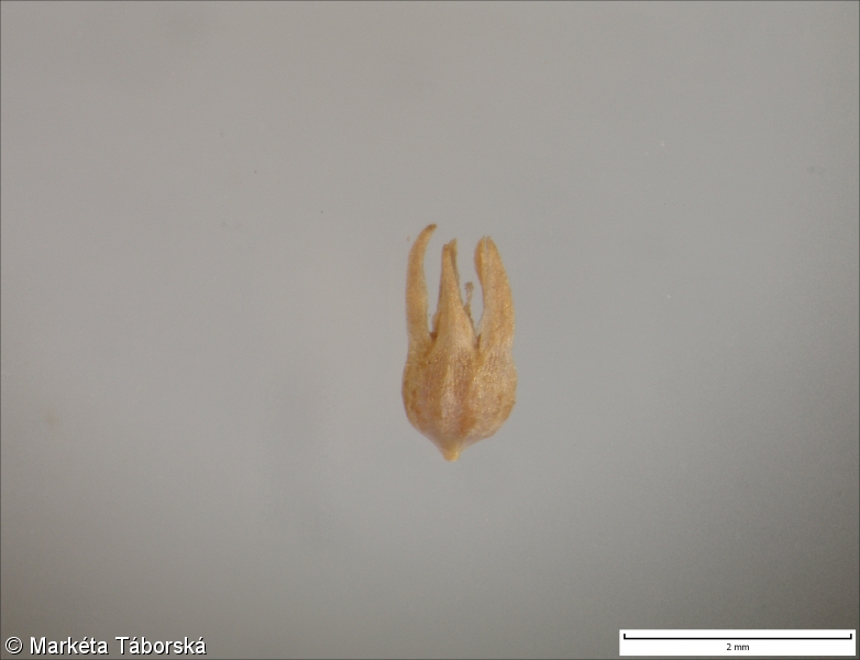 Scleranthus verticillatus – chmerek přeslenitý