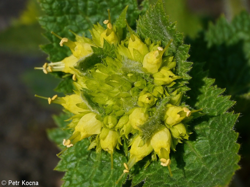 Scrophularia chrysantha – krtičník zlatožlutý
