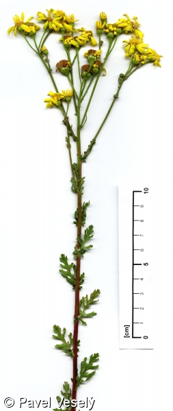 Senecio jacobaea subsp. jacobaea – starček přímětník pravý