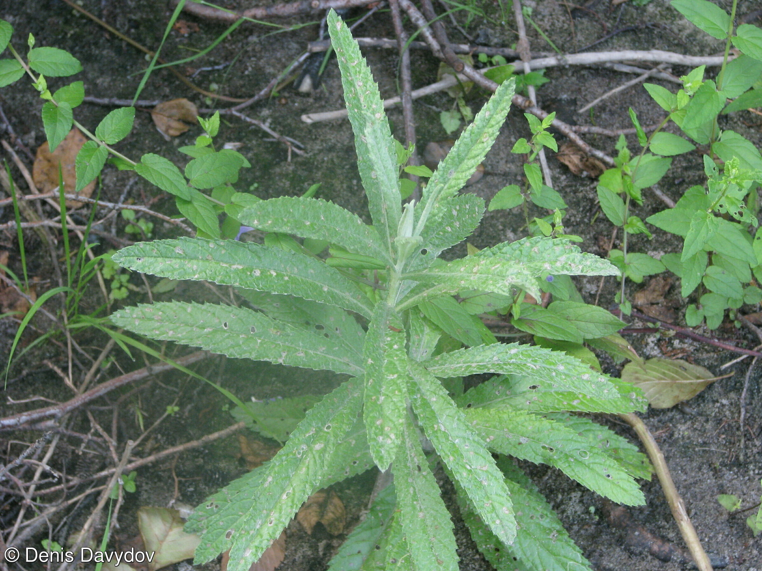 Senecio paludosus subsp. lanatus – starček bažinný vlnatý