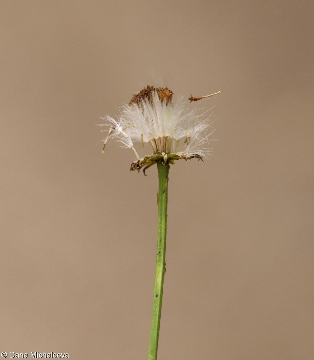Senecio vernalis – starček jarní