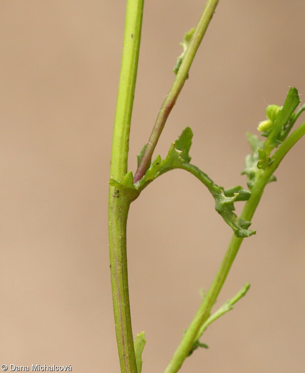 Senecio vernalis – starček jarní