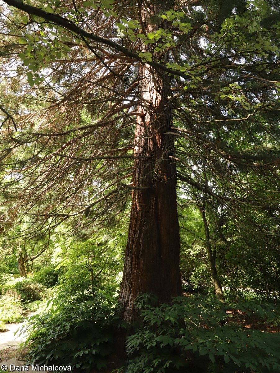 Sequoiadendron giganteum – sekvojovec obrovský