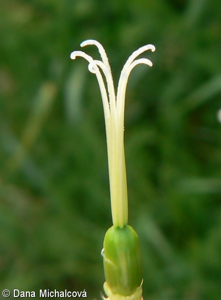 Silene latifolia – silenka širolistá, knotovka širolistá