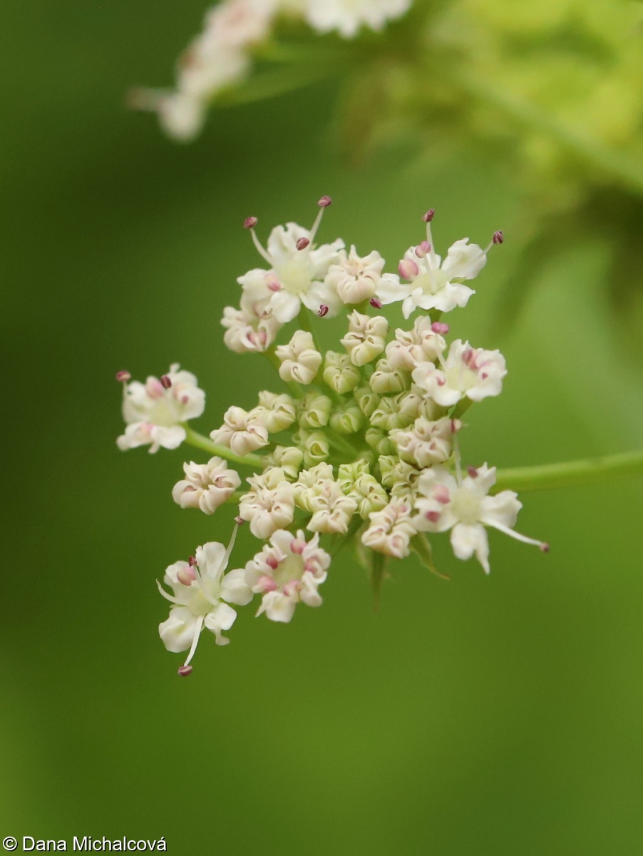 Sium latifolium – sevlák potoční