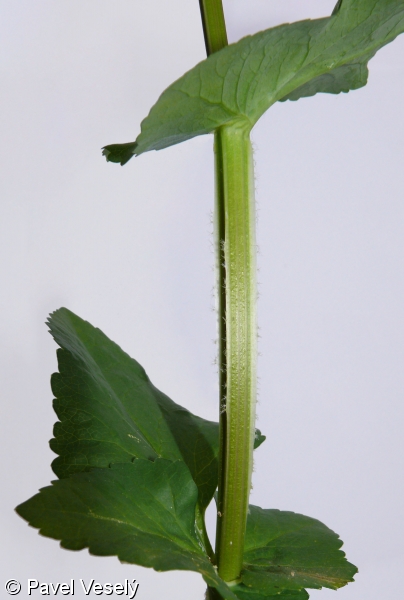 Smyrnium perfoliatum – tromín prorostlý
