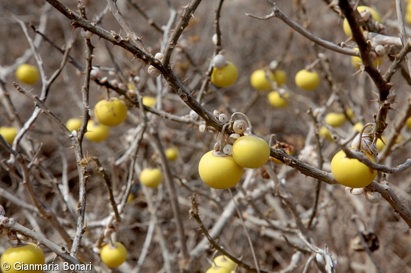 Solanum linnaeanum – lilek sodomský, lilek ostnatý