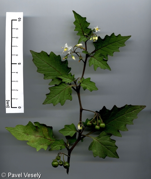 Solanum nigrum – lilek černý