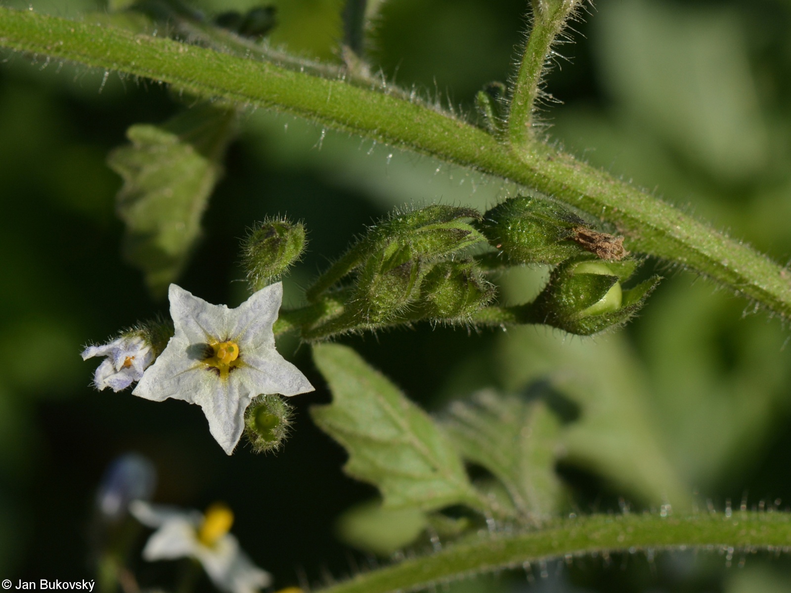 Solanum physalifolium – lilek leskloplodý