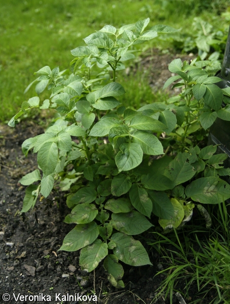 Solanum tuberosum – lilek brambor