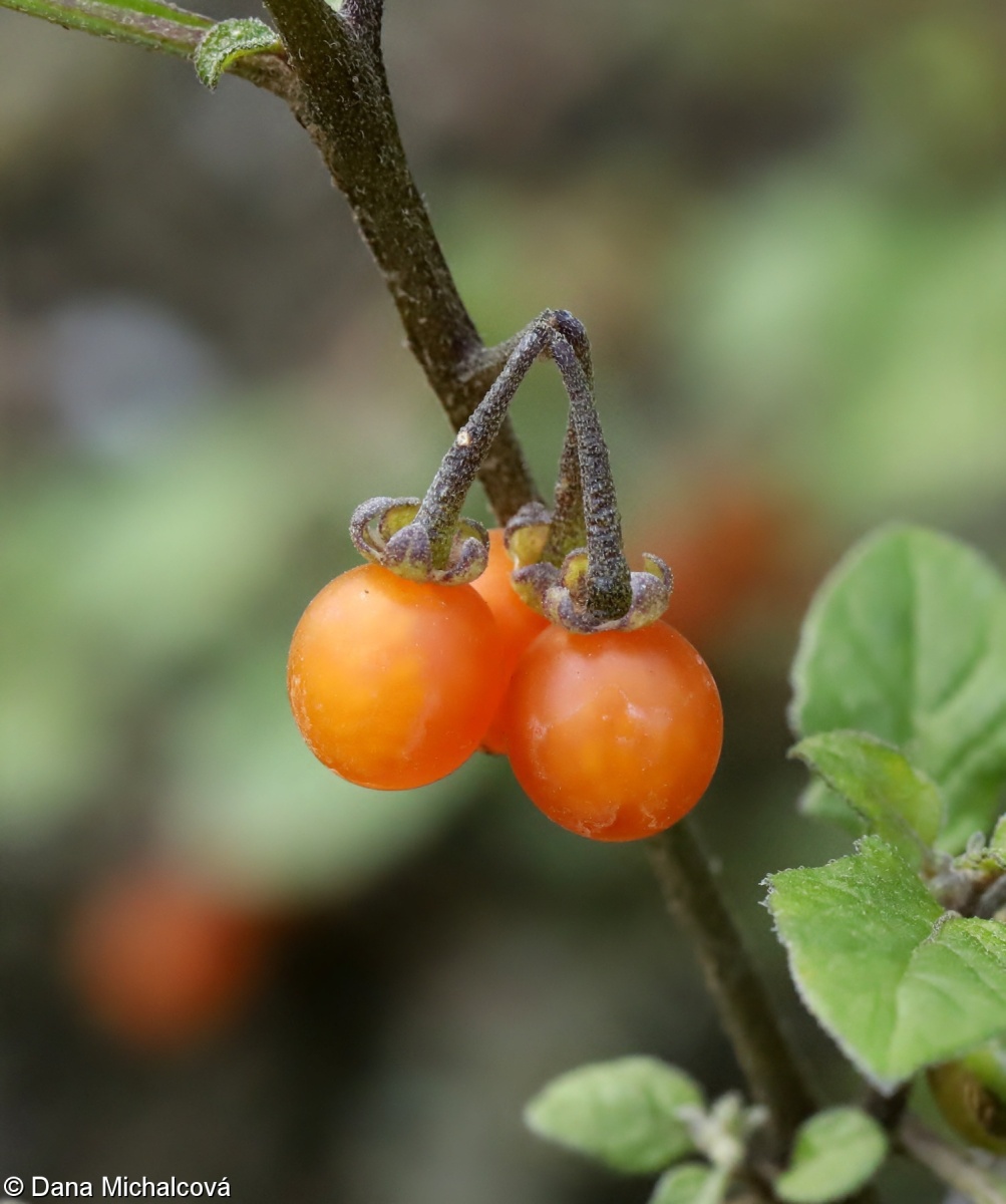 Solanum villosum – lilek žlutý