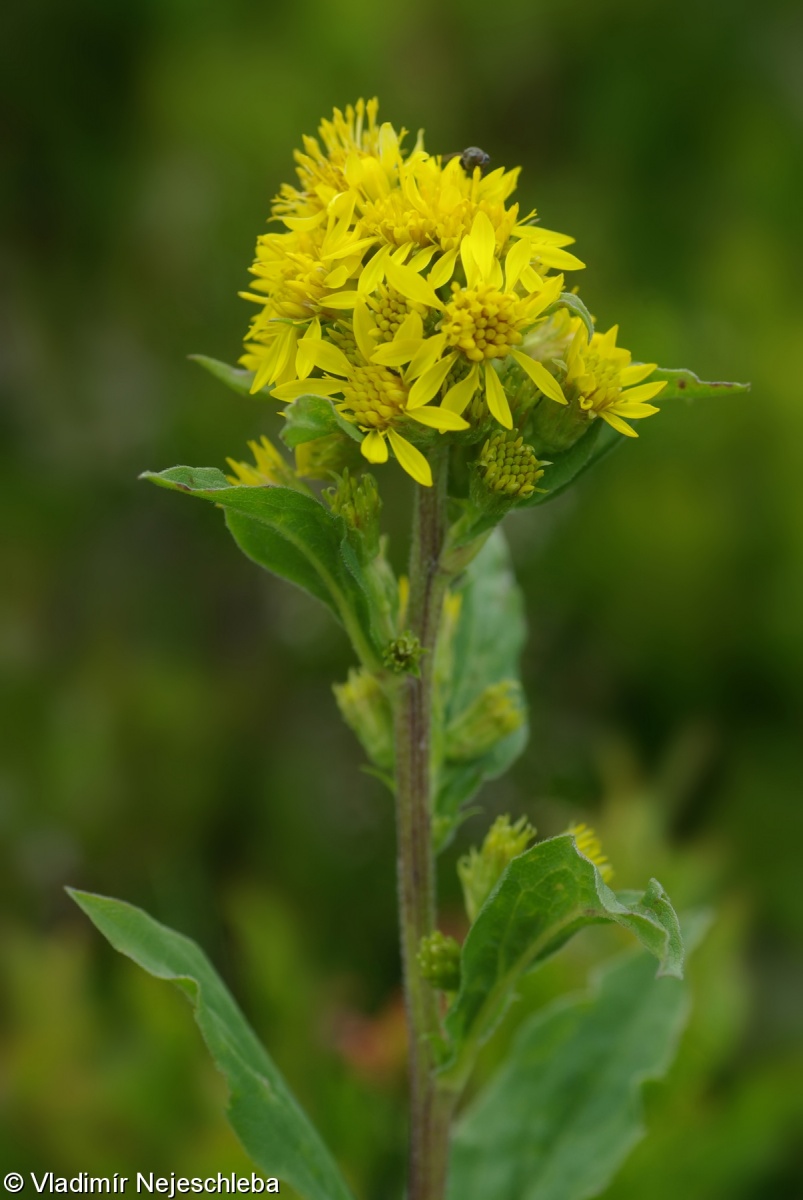 Solidago virgaurea subsp. minuta – zlatobýl obecný alpínský