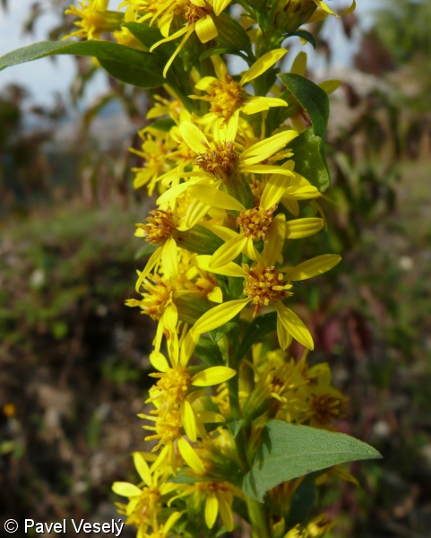 Solidago virgaurea subsp. virgaurea – zlatobýl obecný pravý