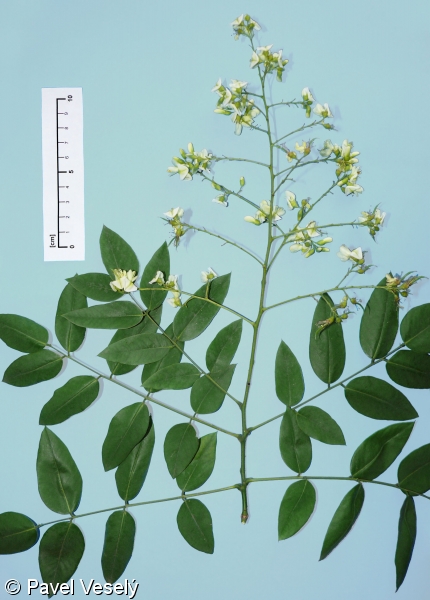 Sophora japonica – jerlín japonský