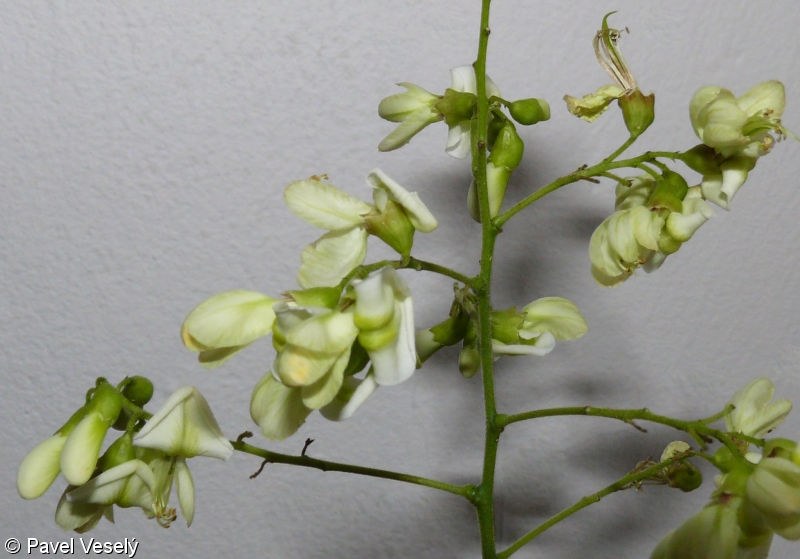 Sophora japonica – jerlín japonský