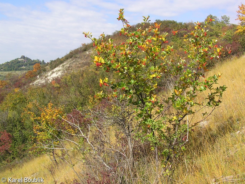 Sorbus albensis – jeřáb labský