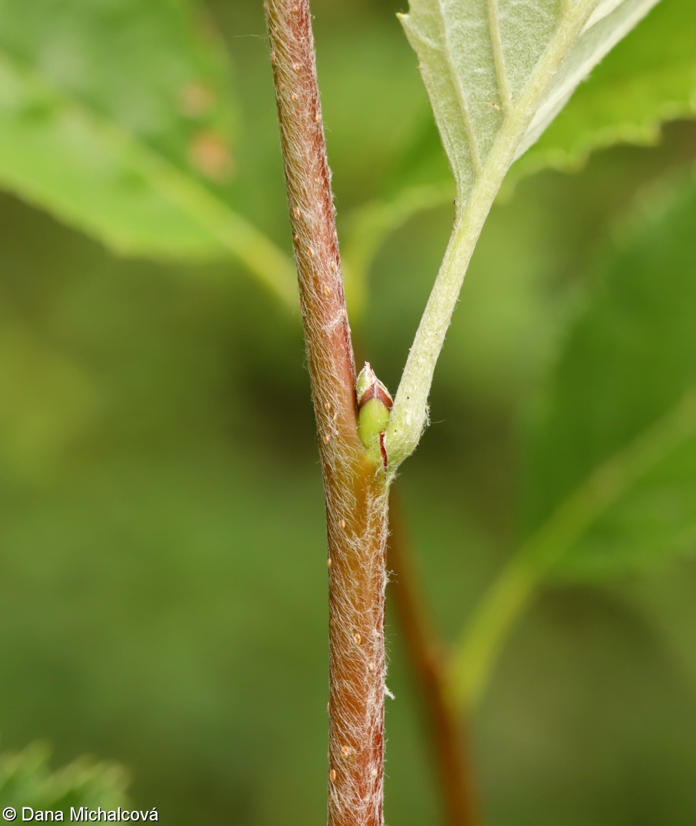 Sorbus cucullifera – jeřáb kornoutolistý