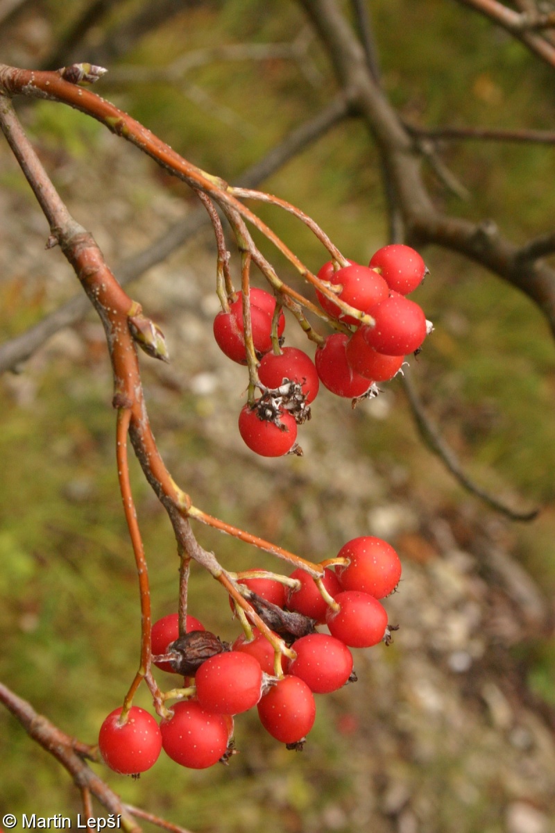 Sorbus cucullifera – jeřáb kornoutolistý