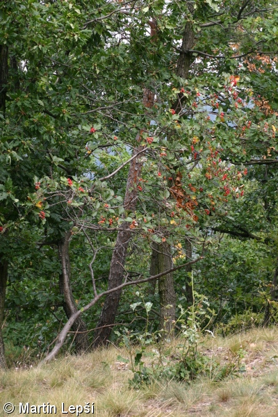 Sorbus danubialis – jeřáb dunajský
