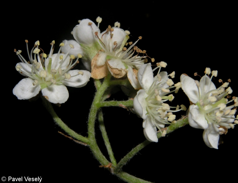 Sorbus intermedia – jeřáb prostřední