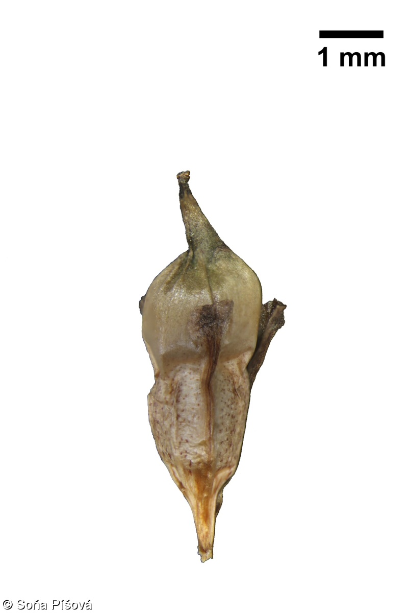 Sparganium erectum – zevar vzpřímený