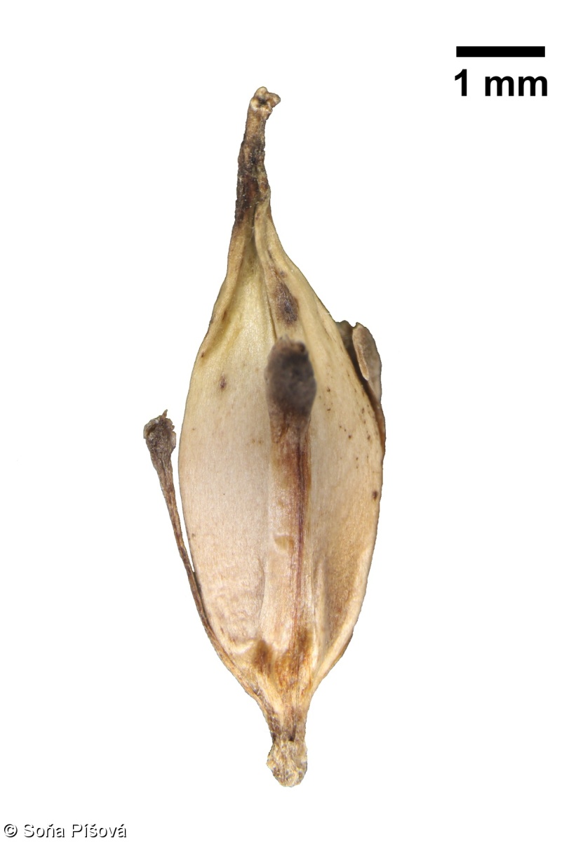 Sparganium erectum subsp. neglectum – zevar vzpřímený přehlížený