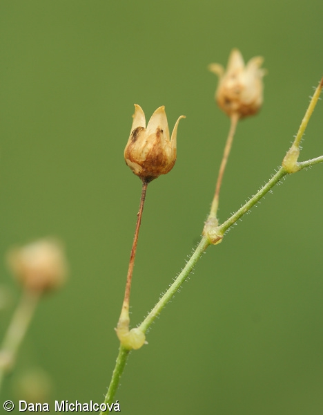 Spergula arvensis – kolenec rolní