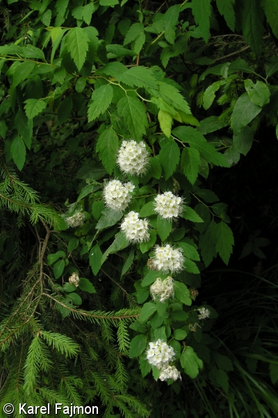 Spiraea chamaedryfolia – tavolník ožankolistý