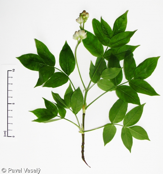 Staphylea pinnata – klokoč zpeřený