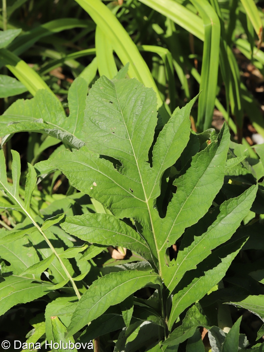Rhaponticum carthamoides – parcha saflorovitá