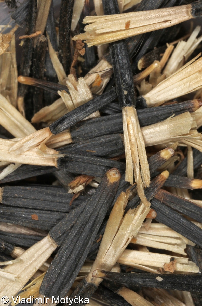 Tagetes patula – aksamitník rozkladitý