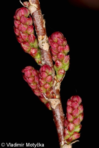 Tamarix parviflora – tamaryšek malokvětý