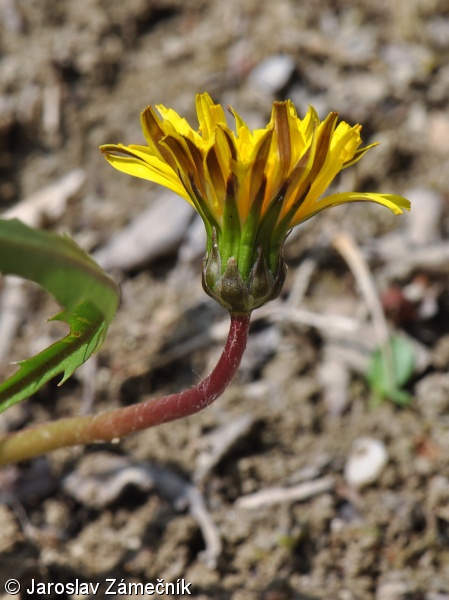 Taraxacum austrinum – pampeliška vlhkomilná