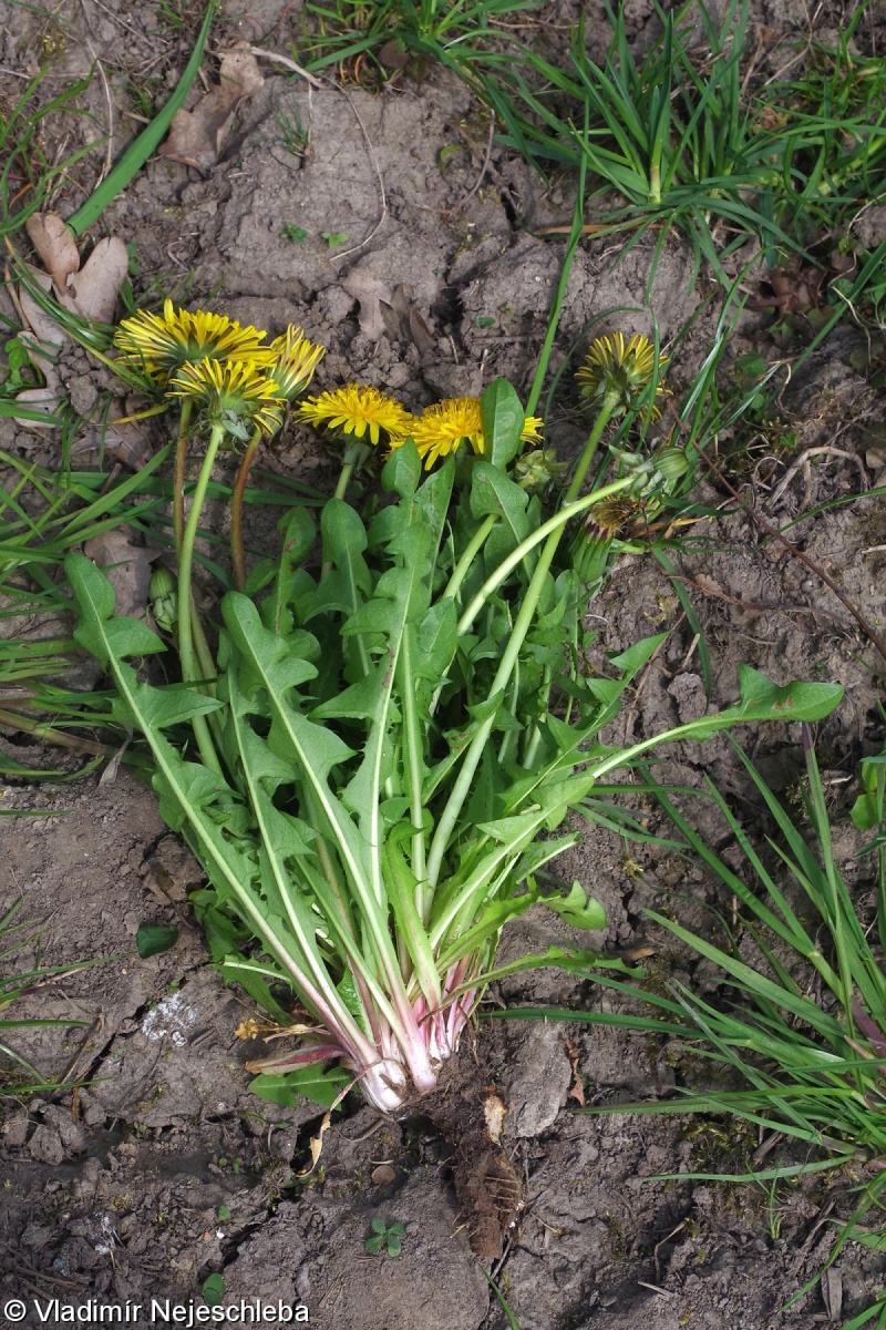 Taraxacum clarum – pampeliška pestrolistenná