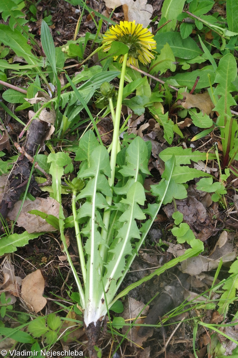 Taraxacum freticola – pampeliška popletená