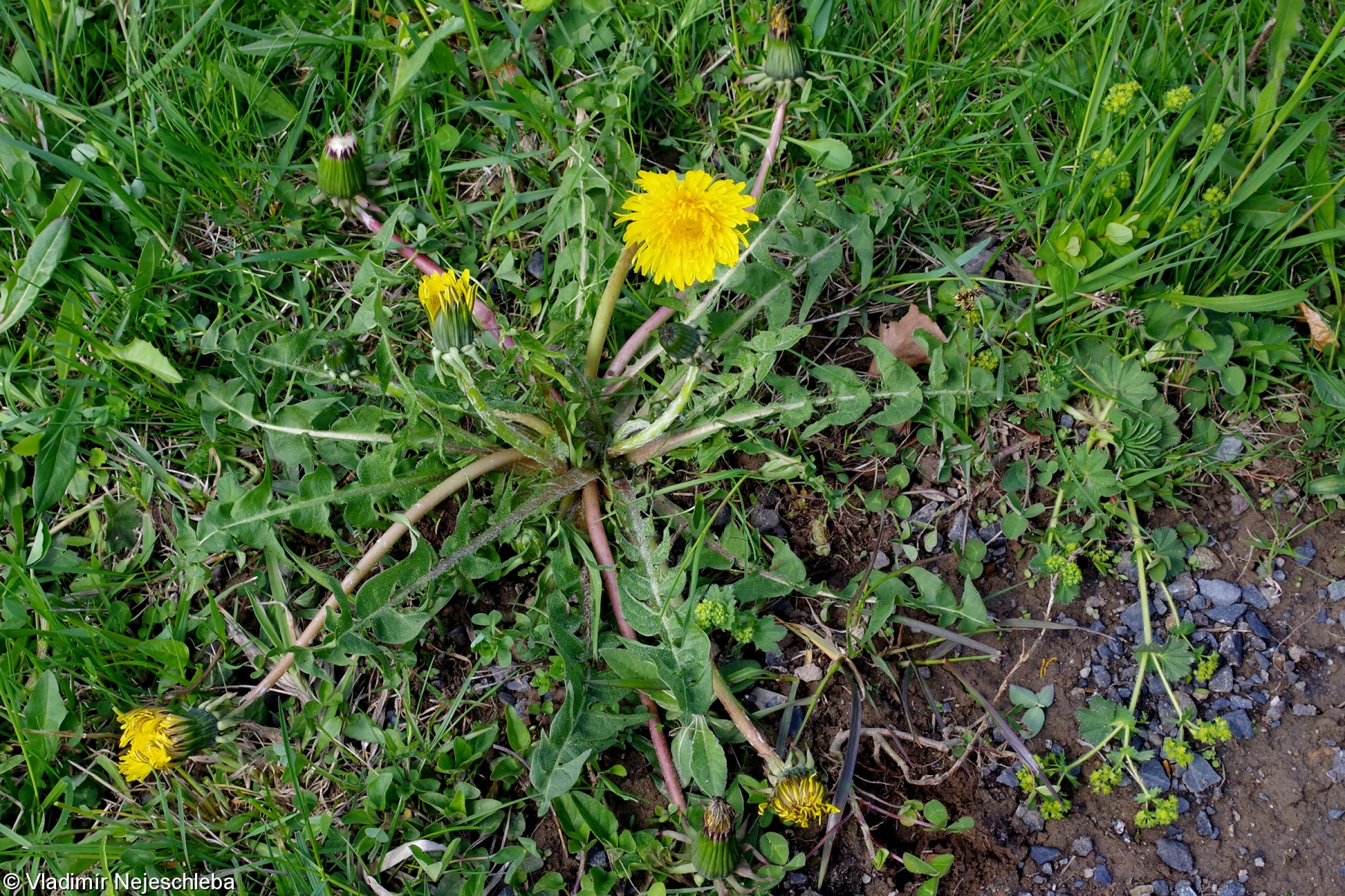 Taraxacum huelphersianum – pampeliška Huelphersova
