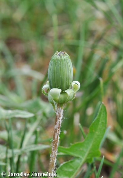 Taraxacum lacistophylloides – pampeliška třásnitá