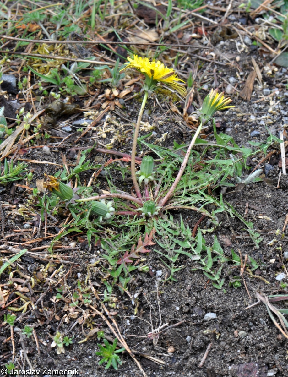 Taraxacum lacistophyllum – pampeliška západní