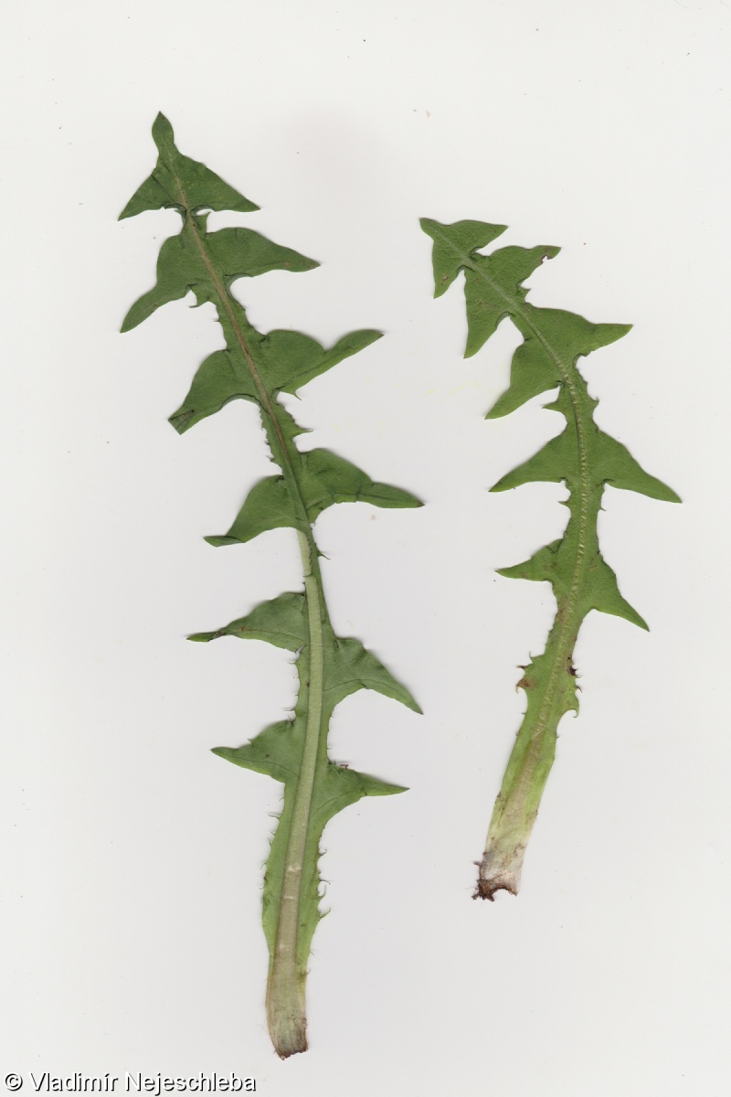 Taraxacum lingulatum – pampeliška jazýčkovitá