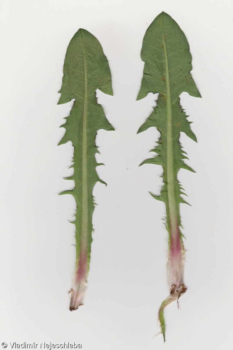 Taraxacum lucidum – pampeliška lesklá