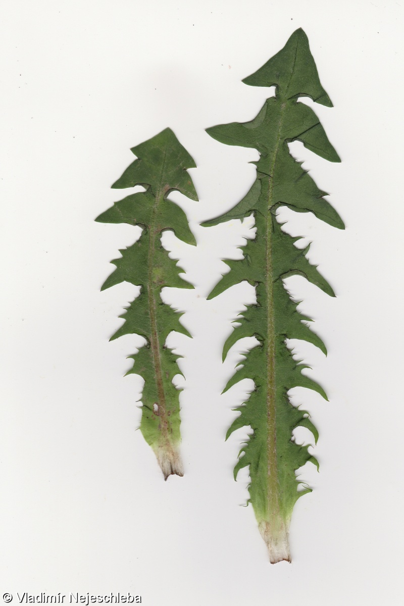 Taraxacum pallidipes – pampeliška bledonohá