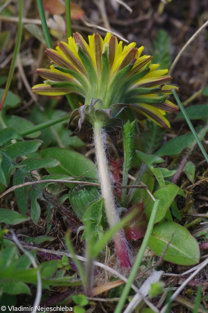 Taraxacum parnassicum – pampeliška slezská