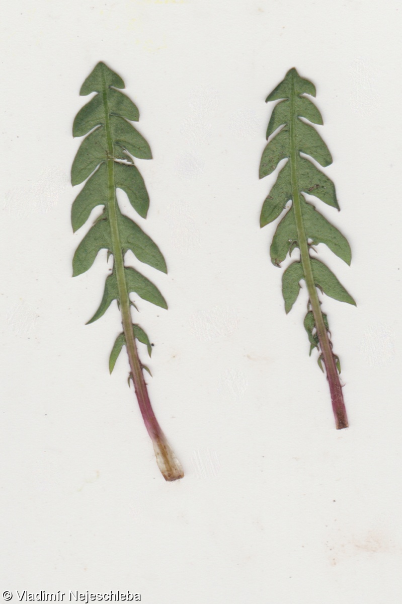 Taraxacum parnassicum – pampeliška slezská
