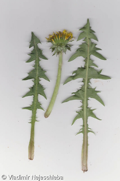 Taraxacum ruptifolium – pampeliška potrhaná
