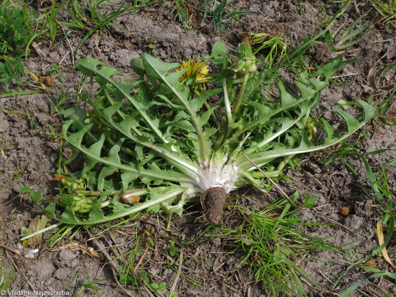 Taraxacum undulatiflorum – pampeliška rozčepýřená