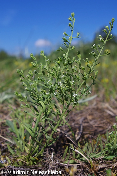 Thesium ramosum – lněnka rolní