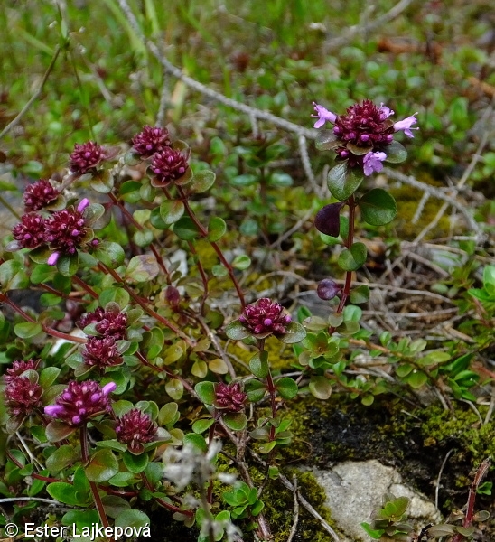 Thymus alpestris – mateřídouška alpinská